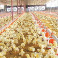 Full Set Automatic Chicken Shed Equipment for Broiler